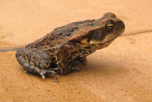 Cane toads were introduced into australia in 1935 in an attempt to control cane beetles, unsuccessful, they are now considdered and invasive species due to their effects on other wildlife. Cane toads secrete poisons from parotoid glands behind their eyes and on their backs