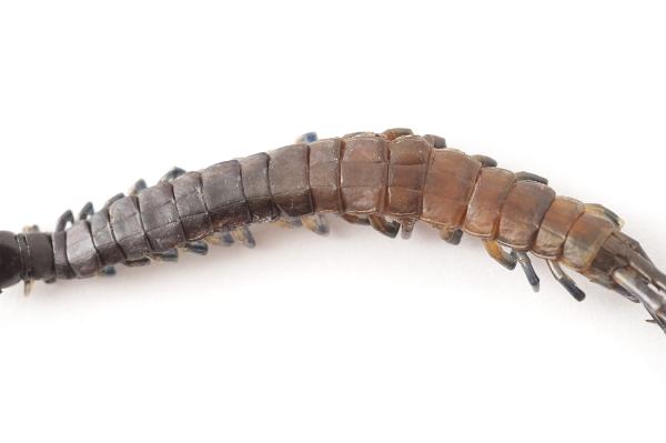 Centipede Body Up Close on white background.