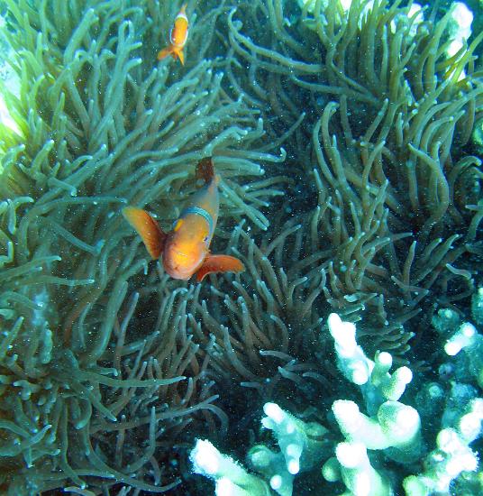 a sea anemone and orange coloured anemonefish or clown fish. The fish uses stinging cells from the anemone to protect itself from predators