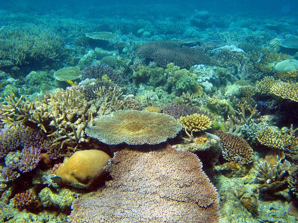 a coral garden of assorted corals in shallow water on a reef