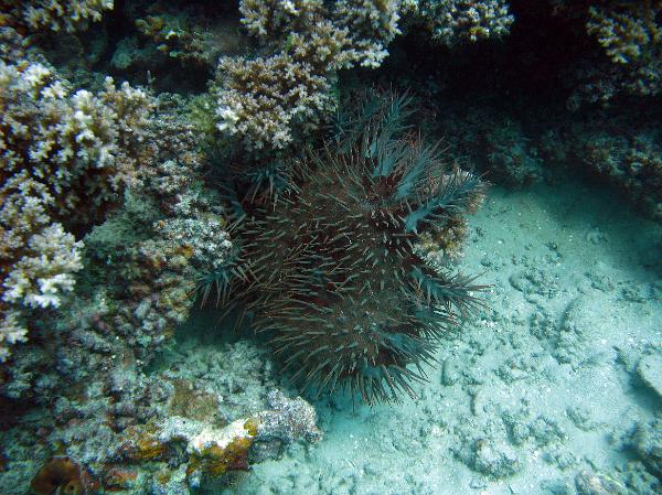 Crown of Thorns starfish preying on the polyps of hard coral on an underwater reef