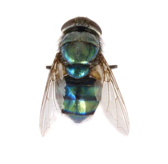 Metallic green blowfly or greenbottle, of the family Calliphoridae, which lay eggs on carrion or rotting food which develop into maggots, overhead view on white