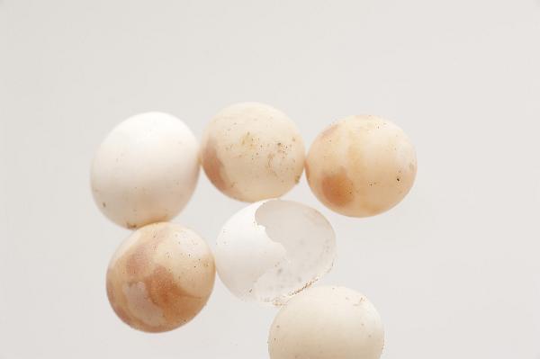 Close up of small spherical gecko eggs in a cluster, each egg only about 6mm in size, on a white background with copyspace