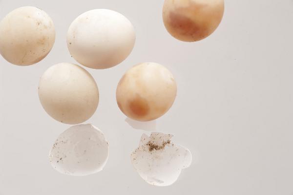 Close up detail of a cluster of spherical gecko eggs, a small nocturnal tropical lizard of the family Gekkonidae