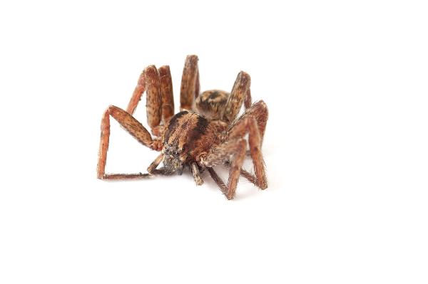 spider with its legs retracted and curled up under the body on a white background. eight simple eyes can be seen on the front of the cephalothorax