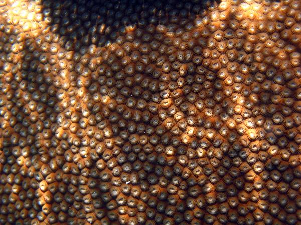 Detail of the polyps on a Great Star Coral, a colonial stony coral found in the Caribbean which can form large boulder like structures