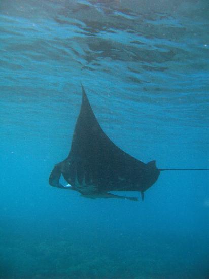 Underwater view of a swimming manta ray with extended pectoral fins and its long tail trailing behind. outstretched cephalic fins at the front are used to deflect plankton in the water for feeding. A remora 'sucker fish' is seen hanging on the bottom of the animal