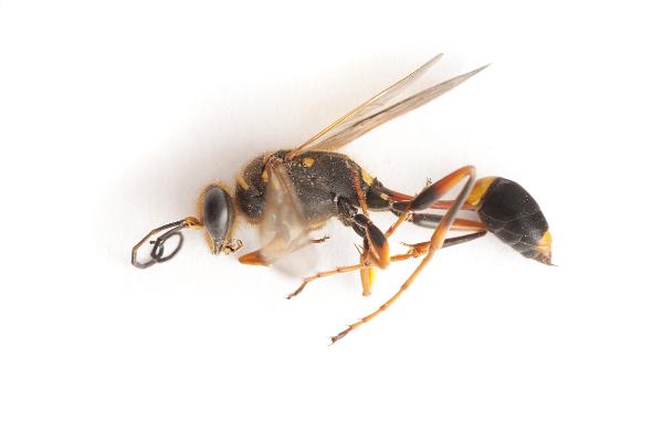 Close up side view of a dead wasp on white showing detail of the wings, thorax, legs and antennae