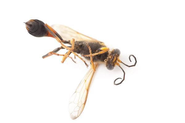 Macro images of a Dead female wasp with an ovipositor often adapted to a sting on the back of the abdomen, close up detail on a white background