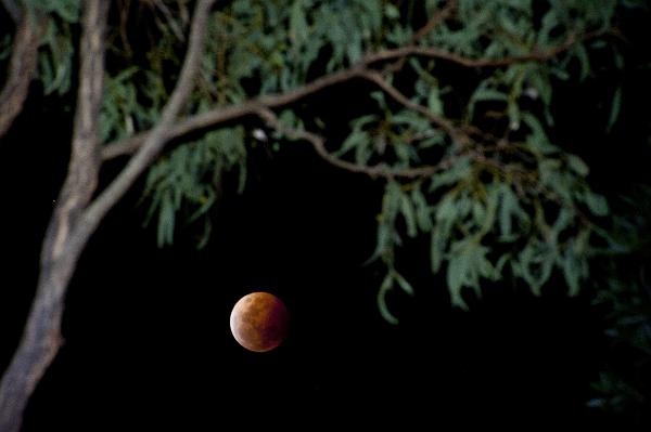 Almost eclipsed copper colored moon in a dark sky caused by the earths shadow viewed below a tree branch
