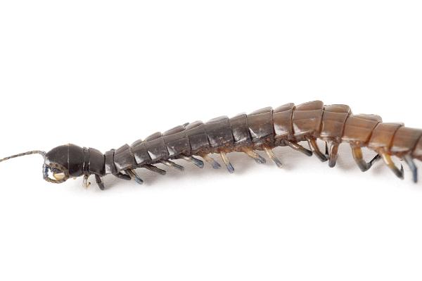 Closeup detail of a centipede showing the segmented body and multiple pairs of legs, side view on a white background