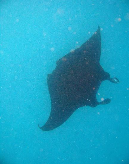 Manta ray swimming underwater in a turquoise sea with its graceful large pectoral fins outspread for feeding