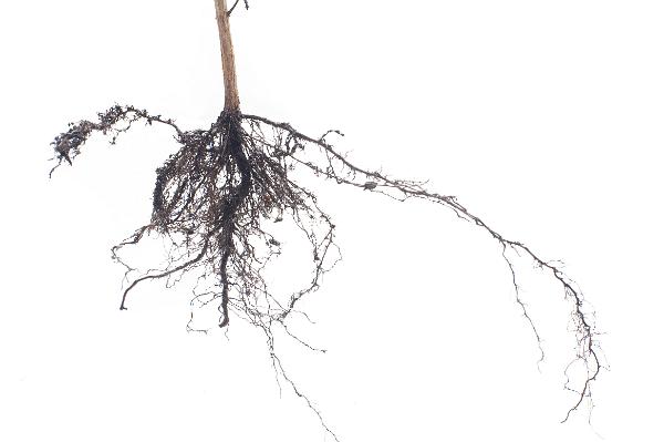 Fibrous root system on a plant held up against a white background showing the finely branching roots for absorbing moisture and nutrients