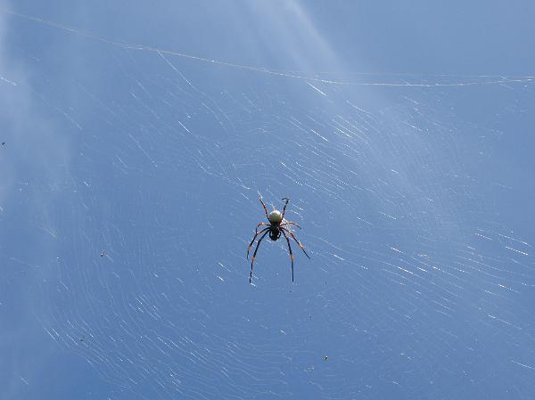 Garden spider in a web suspended in the silken threads against a clear blue sky