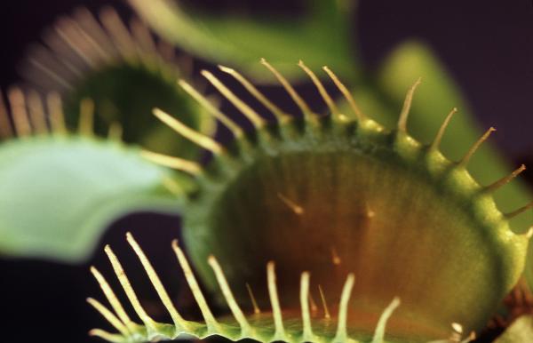 Close up detail of the bristles on the margines of the Venus Fly Trap leaves used to trap insects on which the plant preys