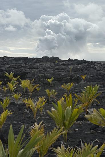 regrowth after a volcano small plants rooting in the black volcanic soil, many years after voncanic lava destroyed all vegitation in its path Kalapana beach, Hawaii